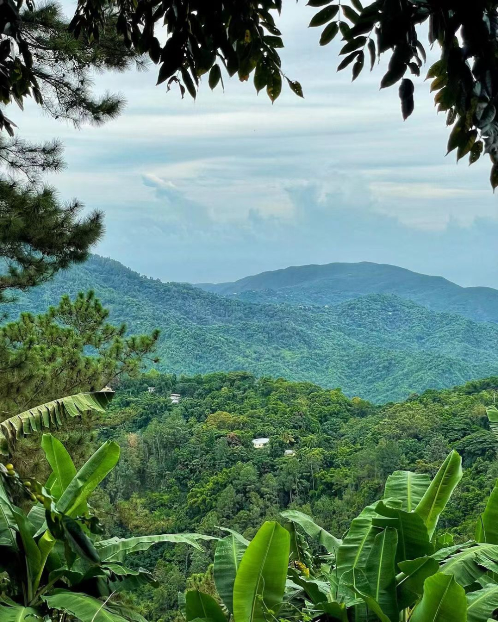 牙買加藍山咖啡全面解析：產地、等級、手沖技巧與風味特色