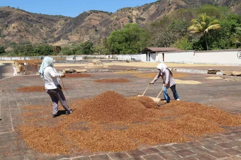 巴西半日曬處理法介紹｜蜜處理起源與風味解析