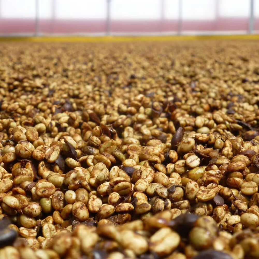 蜜處理咖啡風味秘密：從黃蜜到黑蜜，果膠比例與晾曬技巧全解析