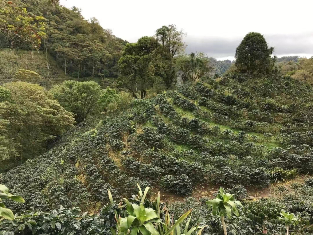 危地馬拉咖啡全攻略：安提瓜與薇薇特南果風味差異與手沖參數