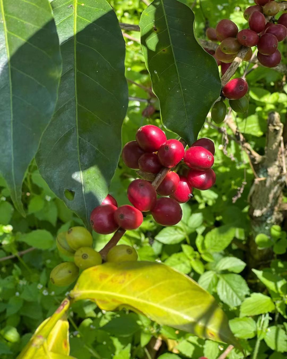 羅布斯塔咖啡豆產地與特色解析｜與阿拉比卡全方位比較