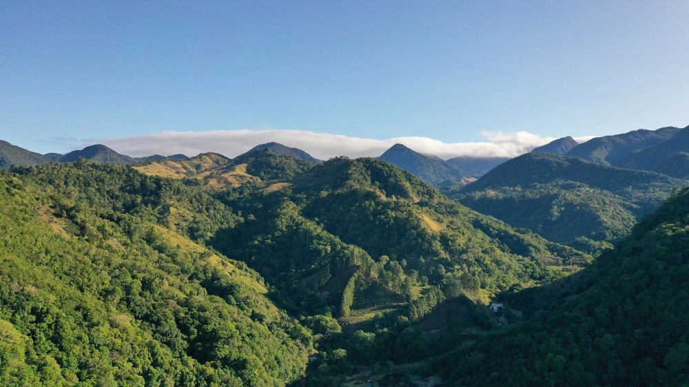 巴拿馬瑰夏手沖入門：從翡翠莊園分級到水洗日曬風味對比