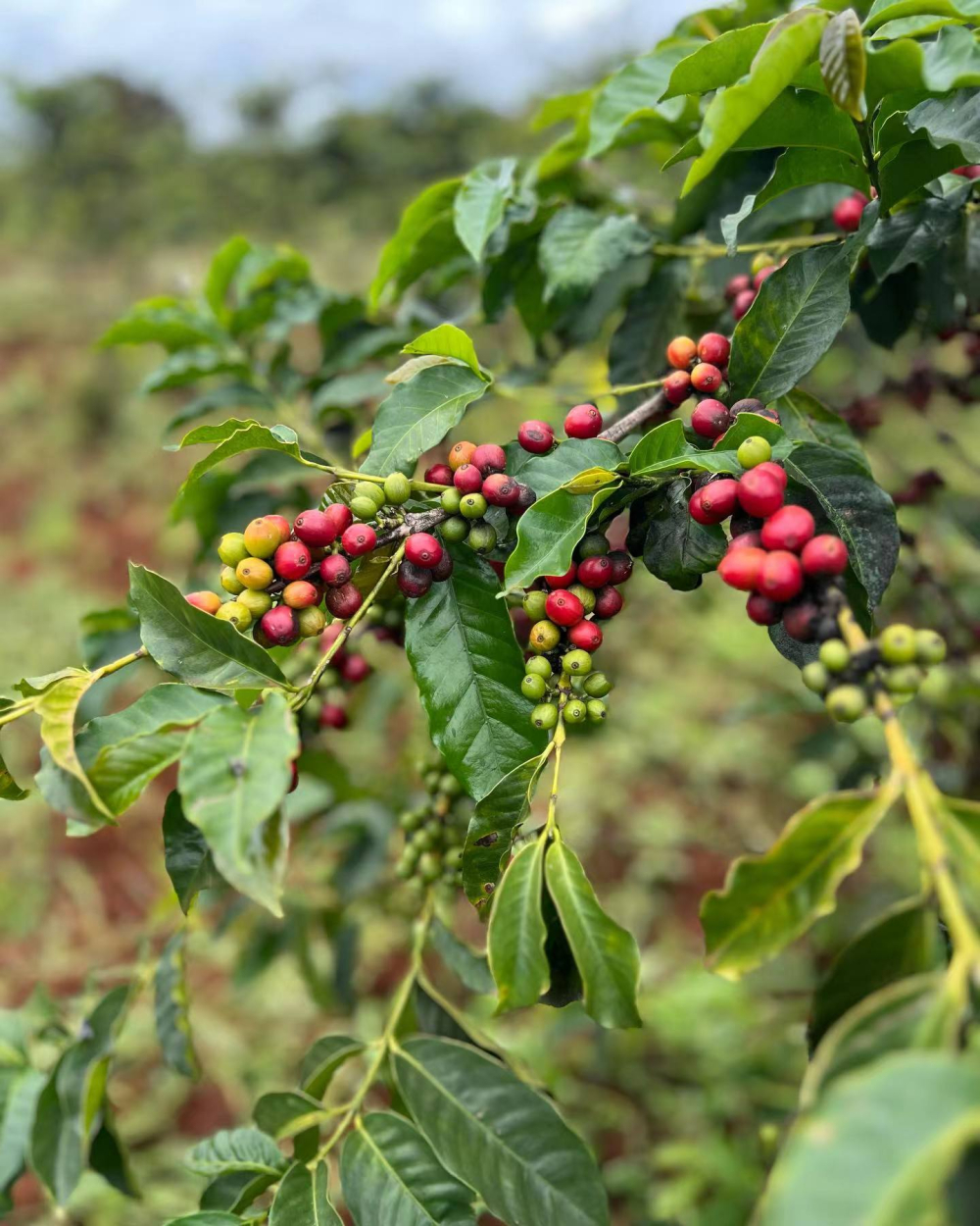 肯亞咖啡豆等級、價格與風味全解析｜AA與PB手沖入門指南