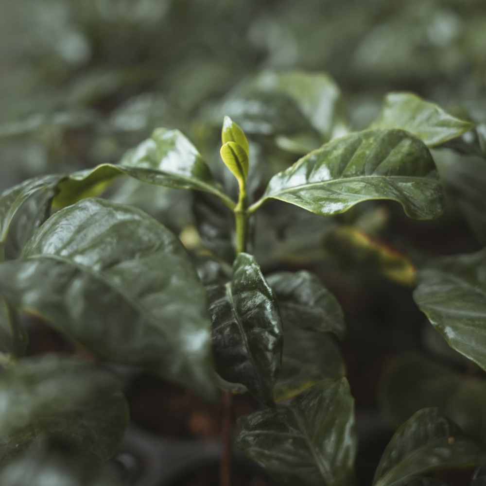 肯亞咖啡全攻略：從AA級水洗處理到六大產區風味特點與手沖建議
