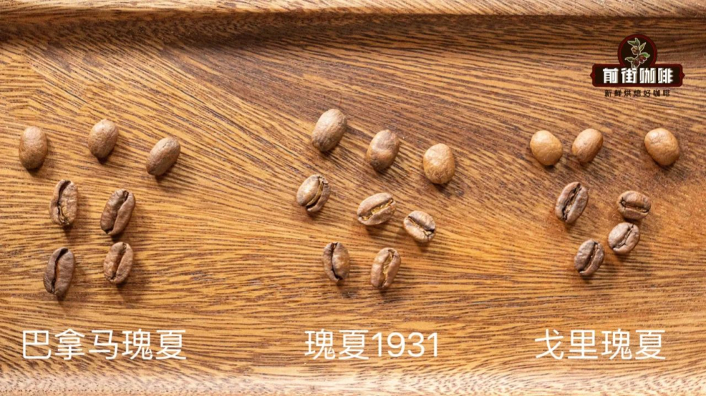 巴拿馬翡翠瑰夏水洗vs日曬差異解析|紅綠標怎麼選?沖煮參數一次看