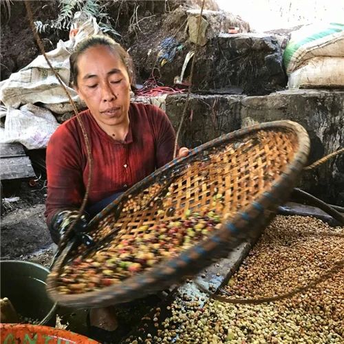 印尼曼特寧咖啡怎麼做？濕刨法 vs 水洗法風味差異與手沖技巧