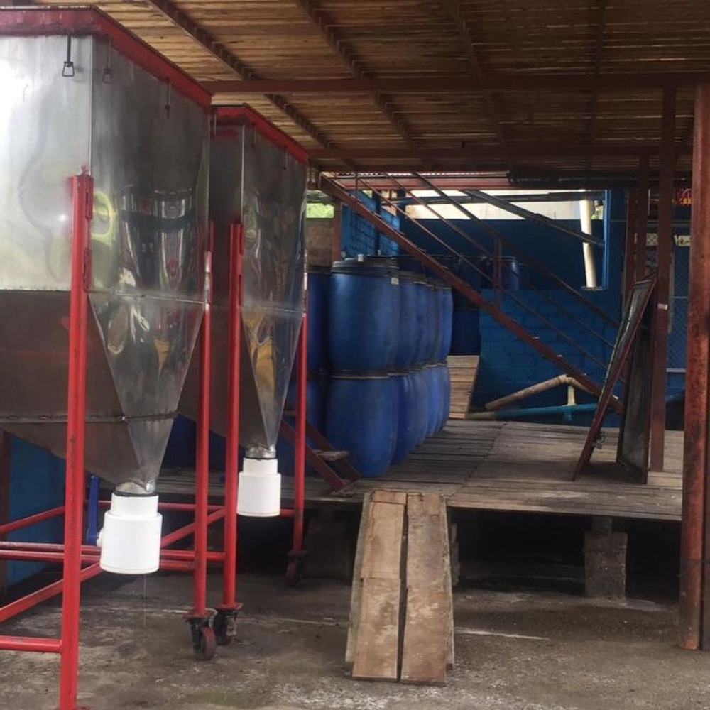 厭氧酵素水洗咖啡怎麼做？卡杜拉品種＋玫瑰谷風味解析