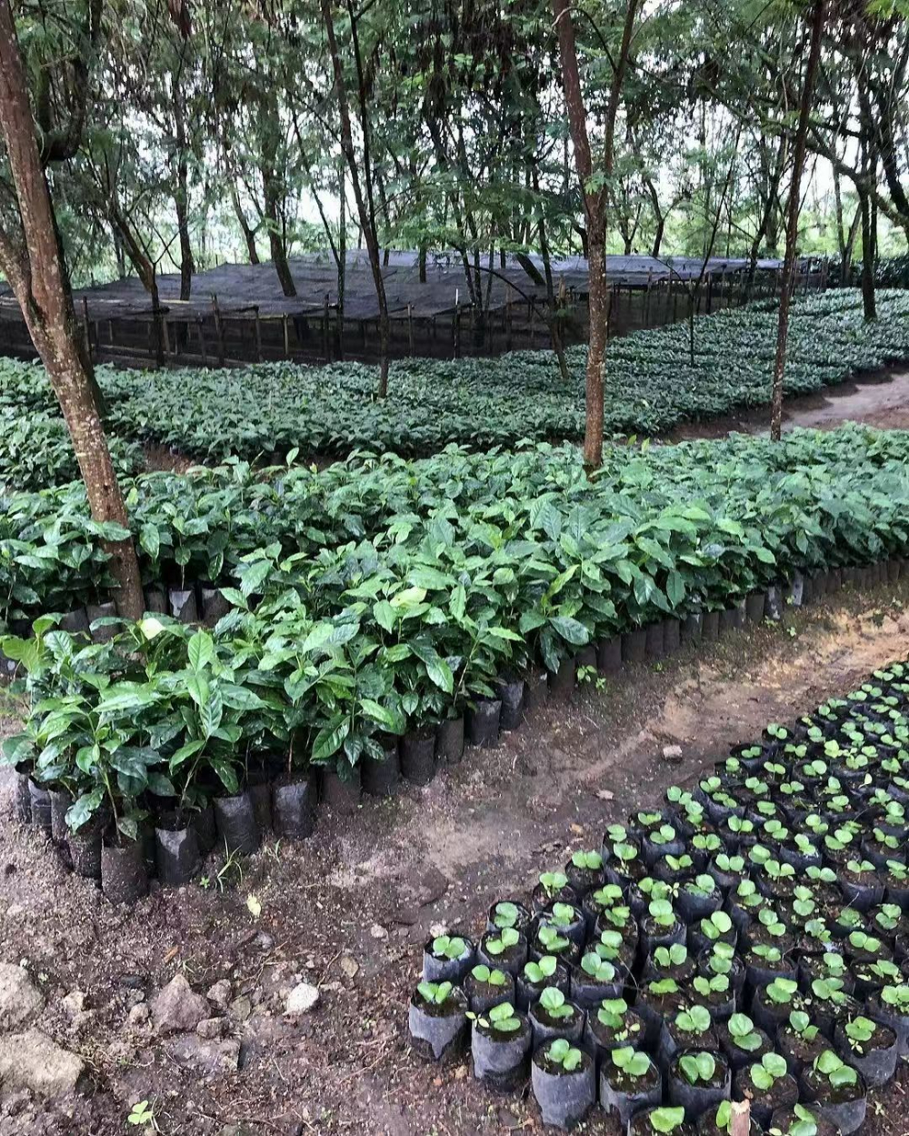 印尼咖啡產區全解析：從曼特寧到貓屎咖啡的風味與處理法