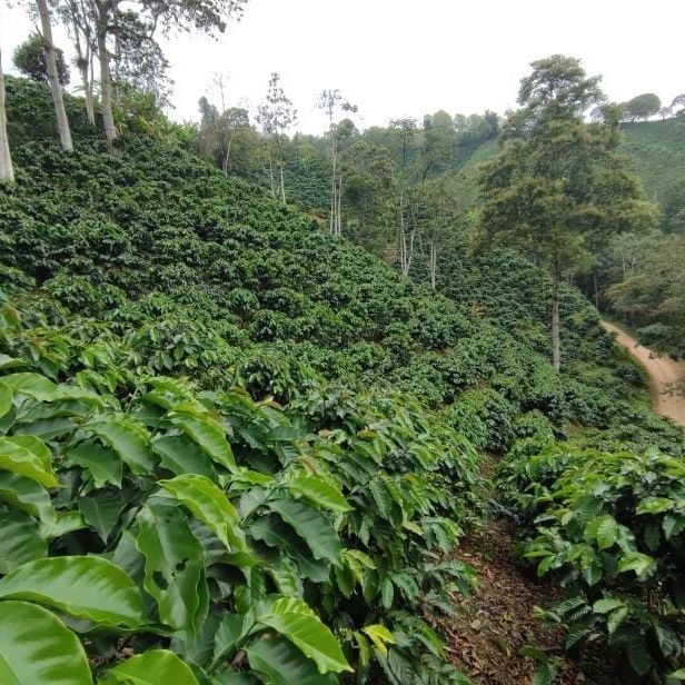 哥倫比亞咖啡海拔與風味關係：高海拔種植如何提升咖啡品質？