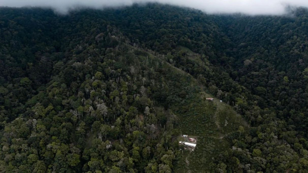 巴拿馬波奎特瑰夏咖啡:火山土壤與手沖風味全攻略