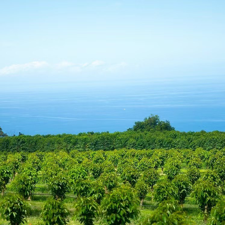 夏威夷科納咖啡全攻略：從種植歷史到手沖參數與風味解析