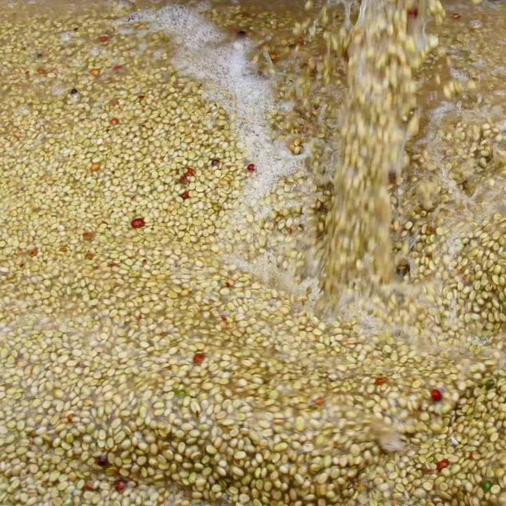 哥倫比亞希望瑰夏豆解析：從種植到手沖的全方位指南