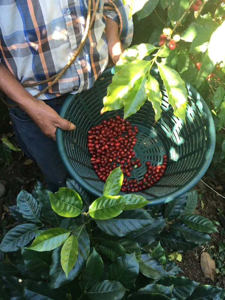 危地馬拉安提瓜咖啡風味探源：火山土壤煙香特質與花神衝煮參數解析