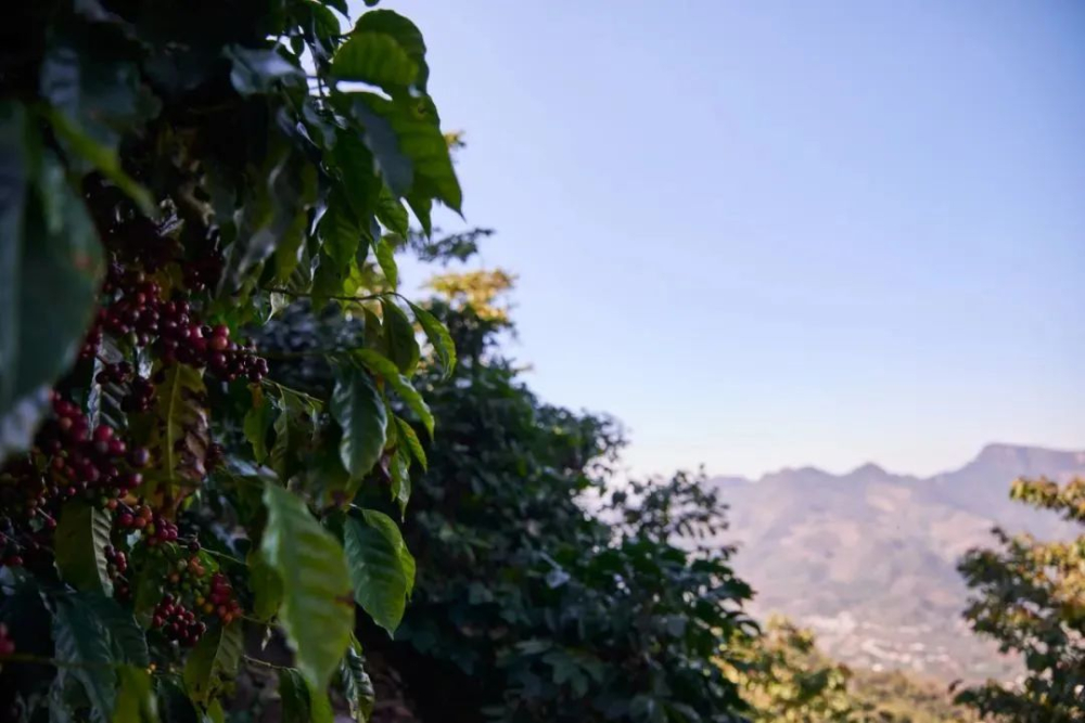 危地馬拉安提瓜咖啡風味探源：火山土壤煙香特質與花神衝煮參數解析