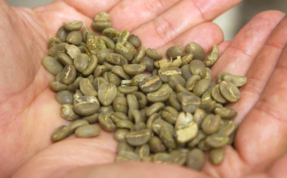 雲南咖啡百年種植歷程：鐵皮卡與波旁品種風味特徵及杯測表現對比