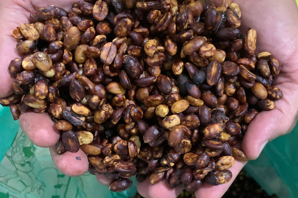 哥斯達黎加蜜處理咖啡全攻略:從黑蜜風味到手沖參數一次掌握
