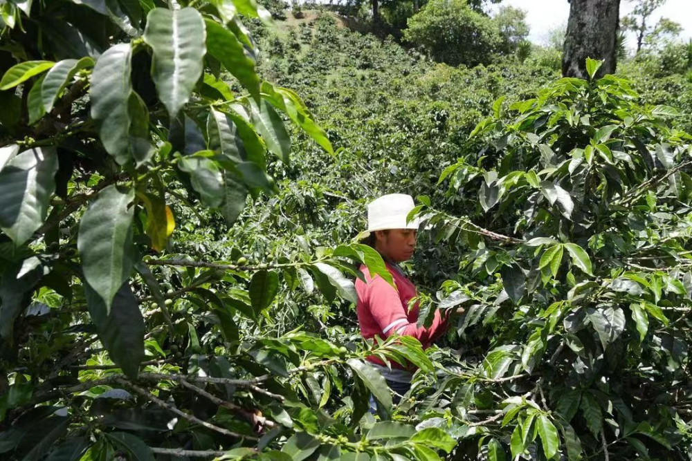 薩爾瓦多帕卡斯咖啡豆全解析：從品種起源到洪都拉斯雪莉風味手沖實戰
