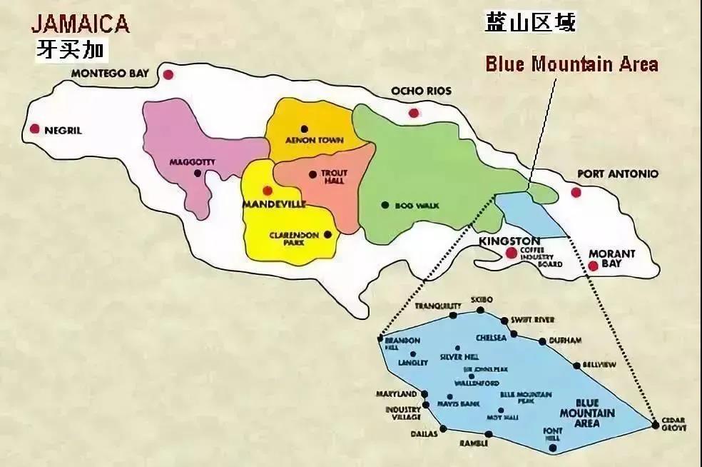 牙買加藍山咖啡全方位解析：從品種等級到風味價格，認識真正的藍山咖啡