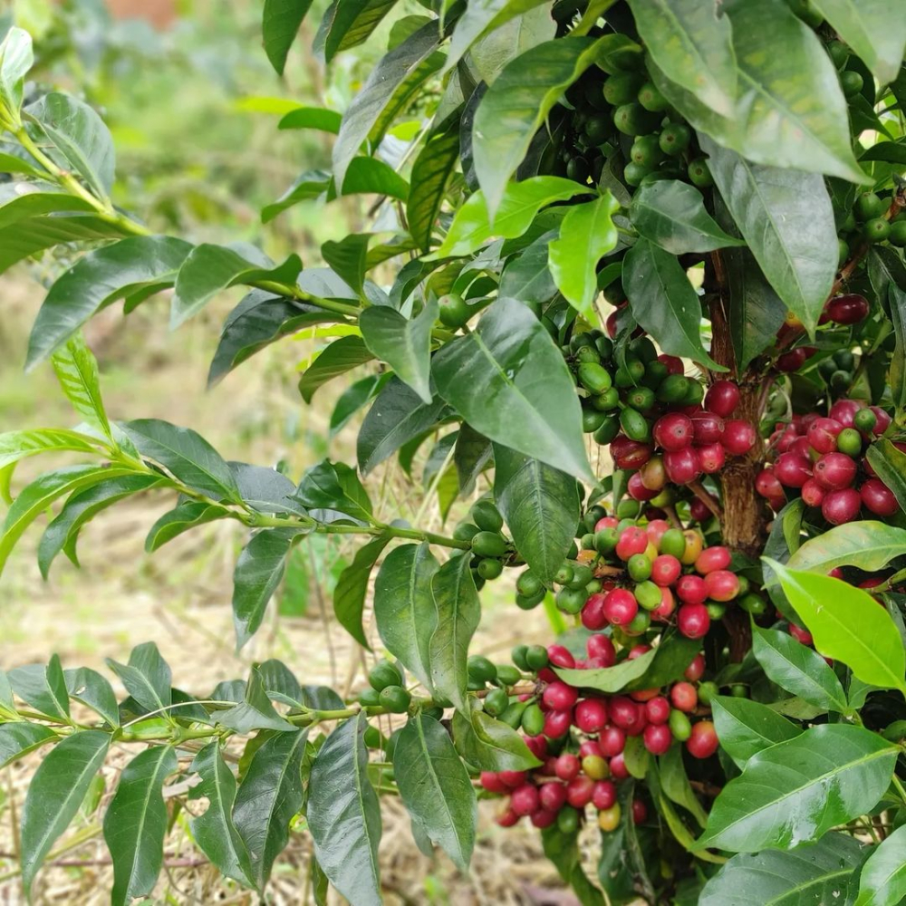 哥倫比亞粉紅波旁咖啡豆解析：產地風味、處理法與手沖參數全攻略