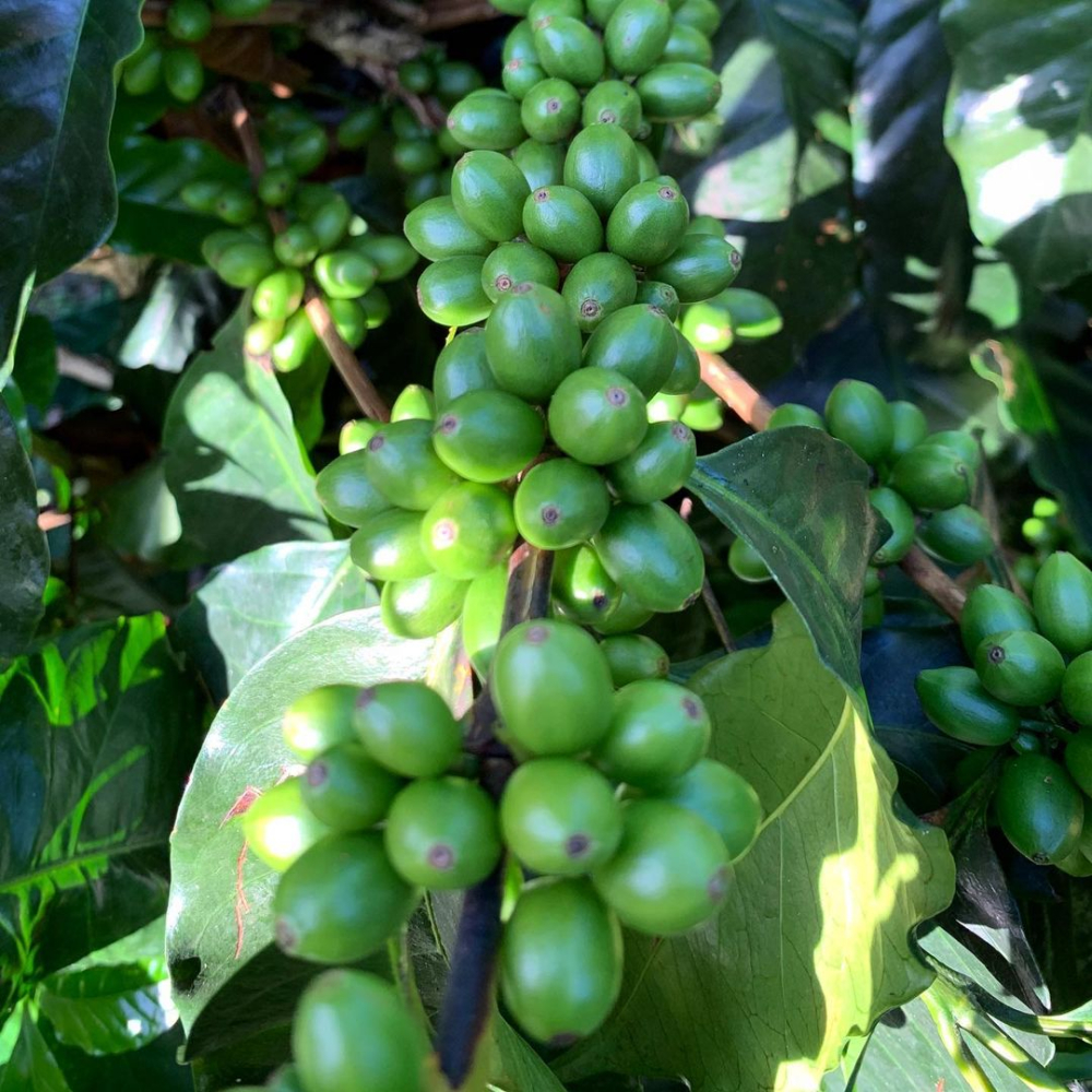 哥倫比亞粉紅波旁咖啡豆解析：產地風味、處理法與手沖參數全攻略