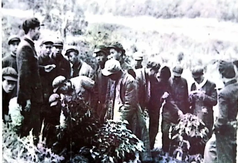 雲南卡蒂姆咖啡風味揭秘:從種植到沖煮的全方位解析