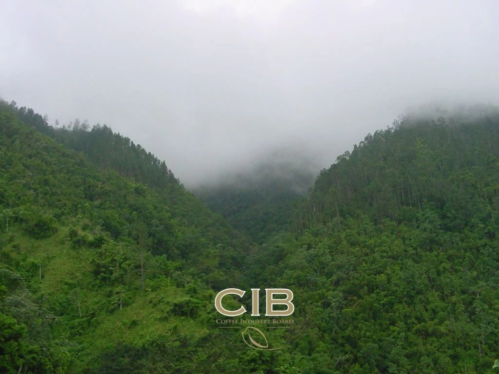 牙買加藍山咖啡全攻略:木桶包裝由來與手沖風味指南