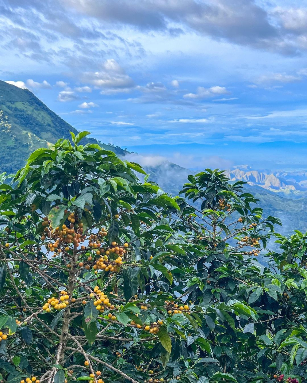 哥倫比亞特級咖啡深度解析：安第斯山脈孕育的頂級風味與惠蘭產區特色
