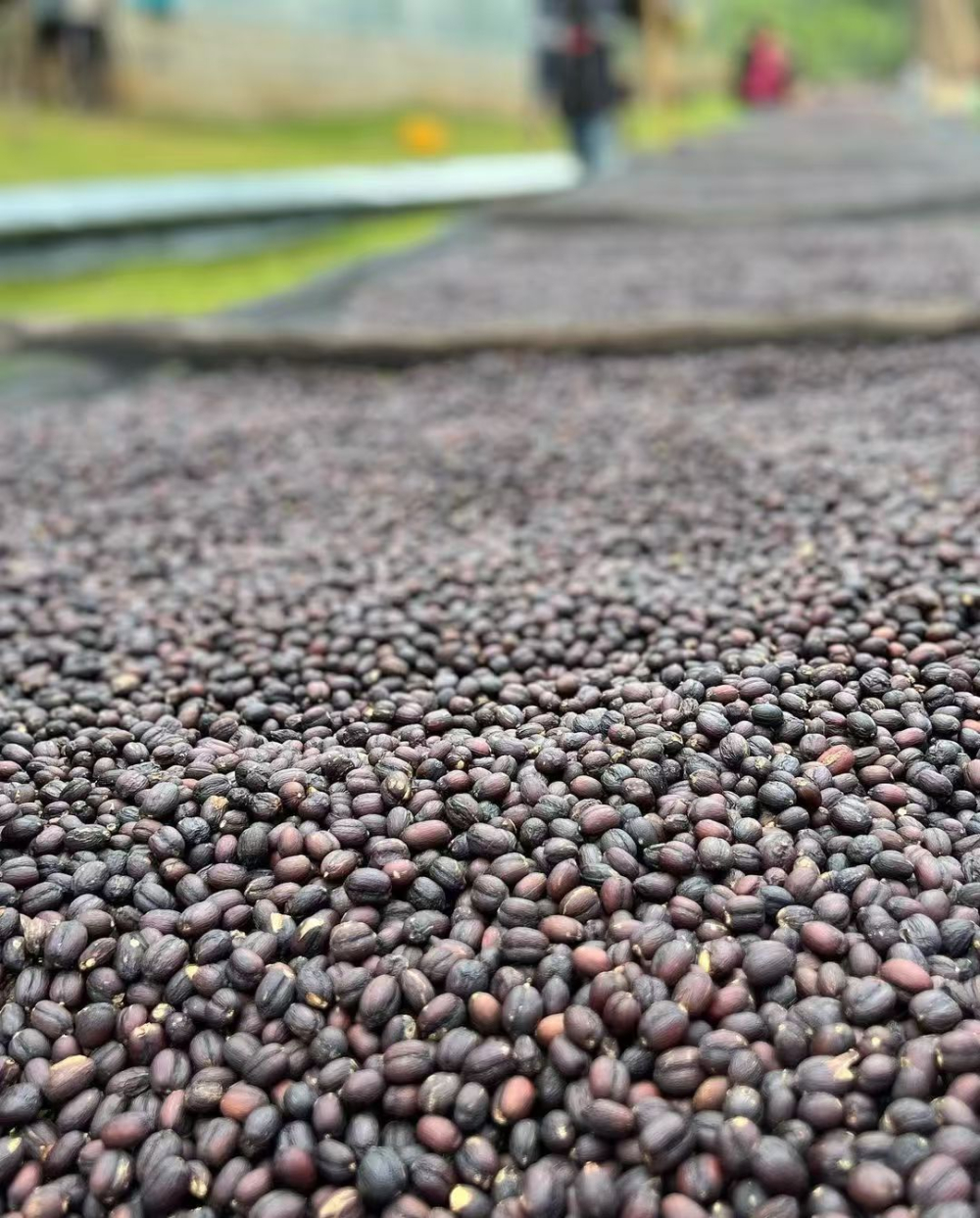 咖啡新手必看：深淺烘焙差異解析與全球產區口糧豆推薦指南