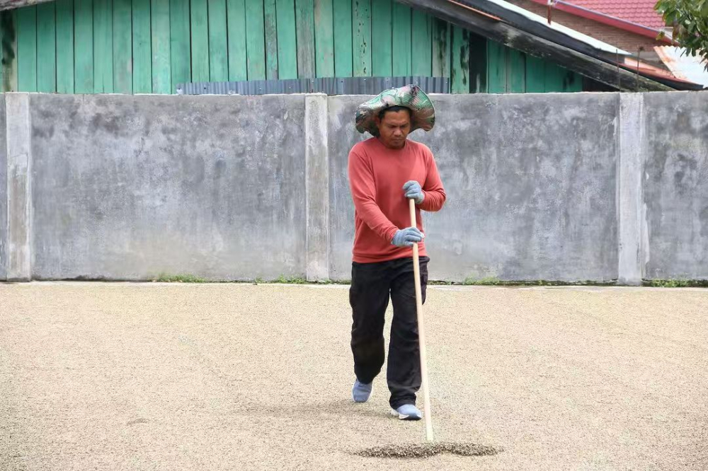 蘇門答臘曼特寧產區全圖解：風味差異、溼刨法特色與手沖參數指南