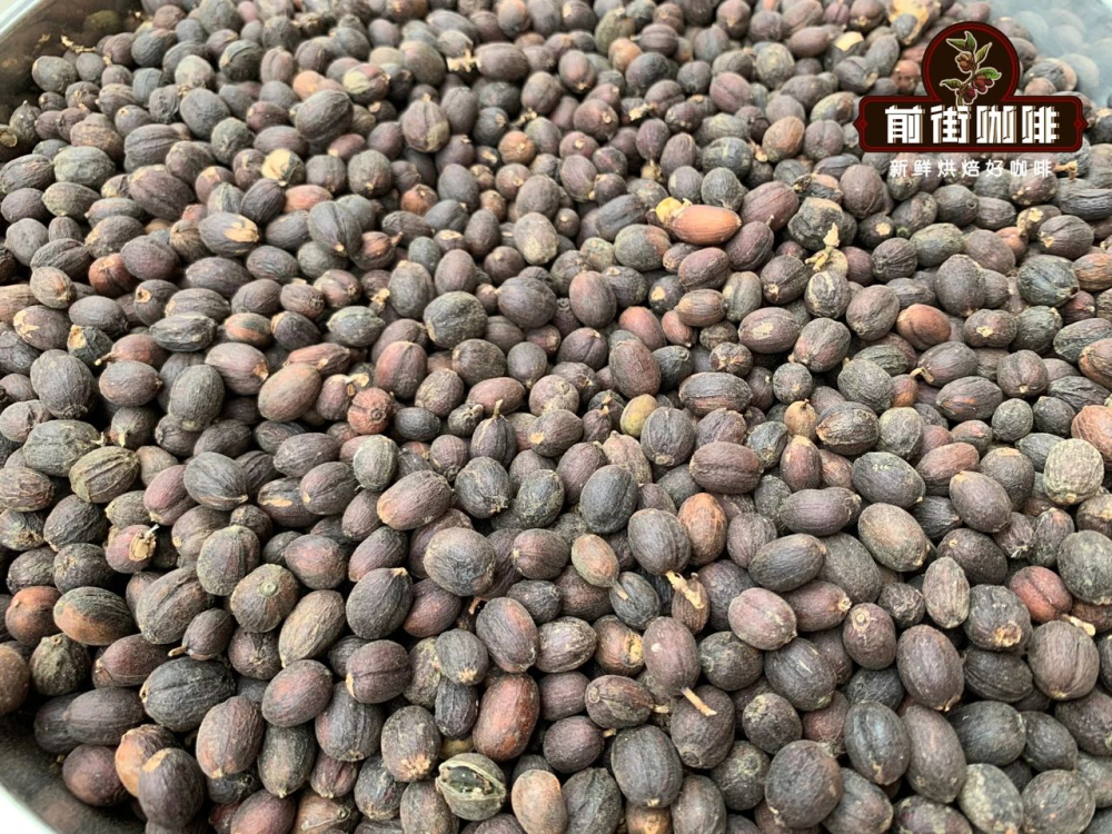 雲南臨滄鐵皮卡日曬豆怎麼沖？品種特性與手沖參數全攻略