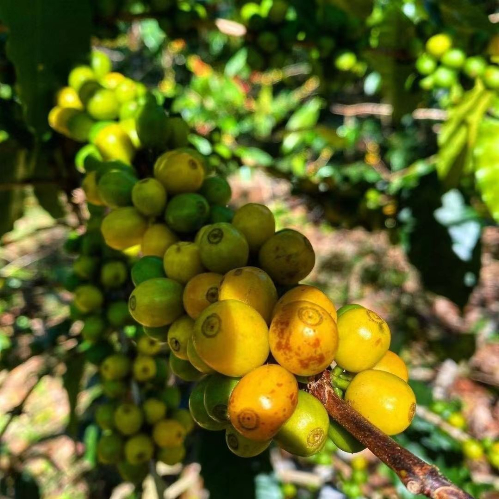 巴西皇后莊園黃波旁手沖豆：半日曬處理造就醇厚低酸風味
