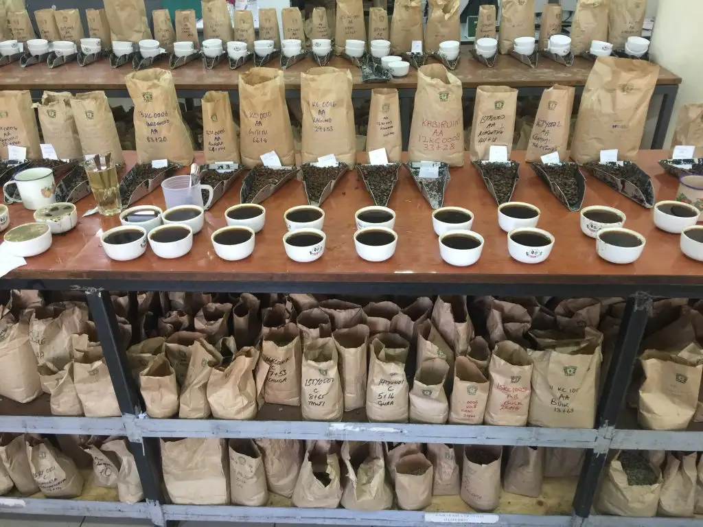 肯尼亞咖啡AA與AA+等級怎麼分？詳解肯尼亞咖啡豆分級標準與風味特點