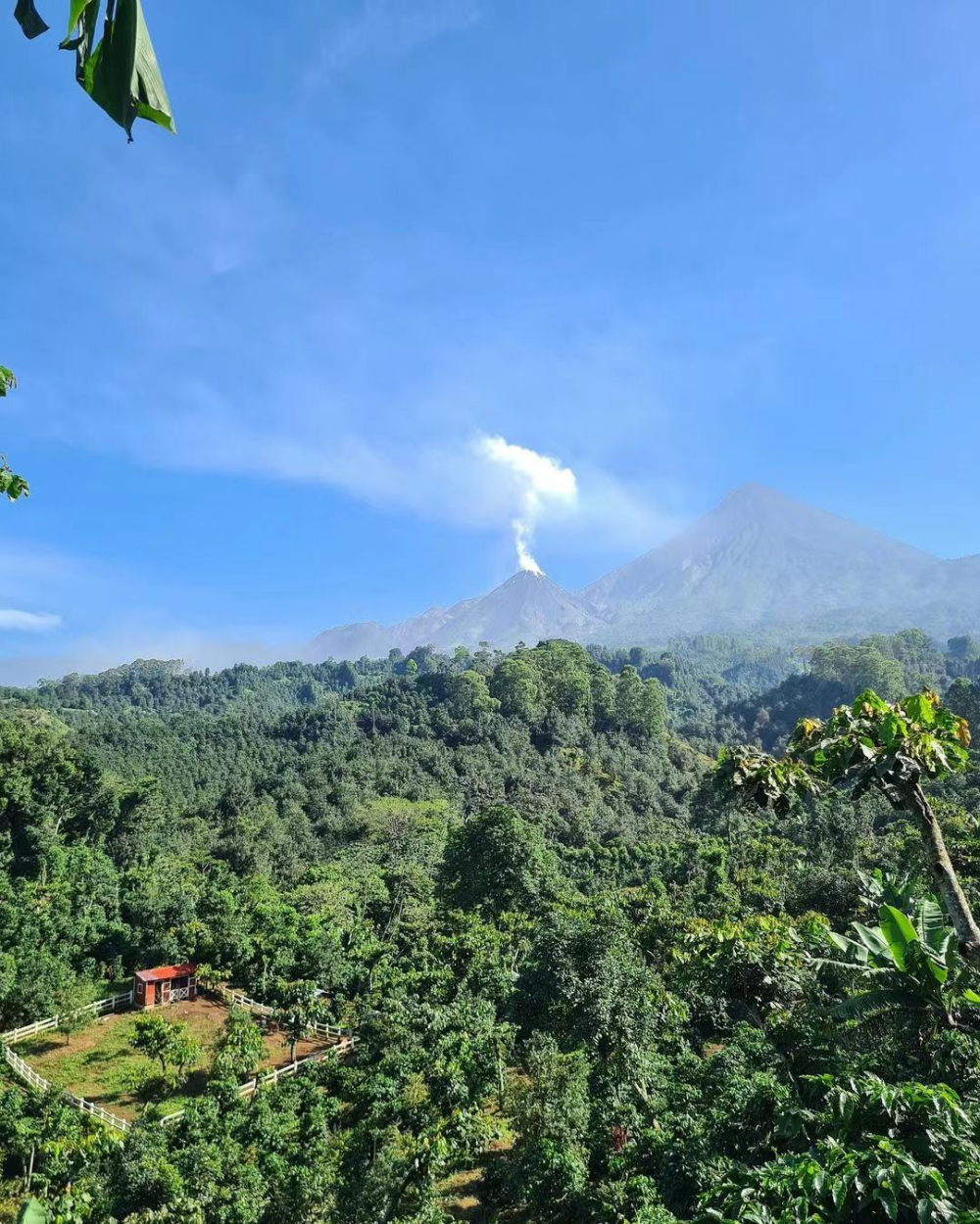 巴拿馬索菲亞莊園瑰夏豆:2100米高海拔風味解析與手沖建議