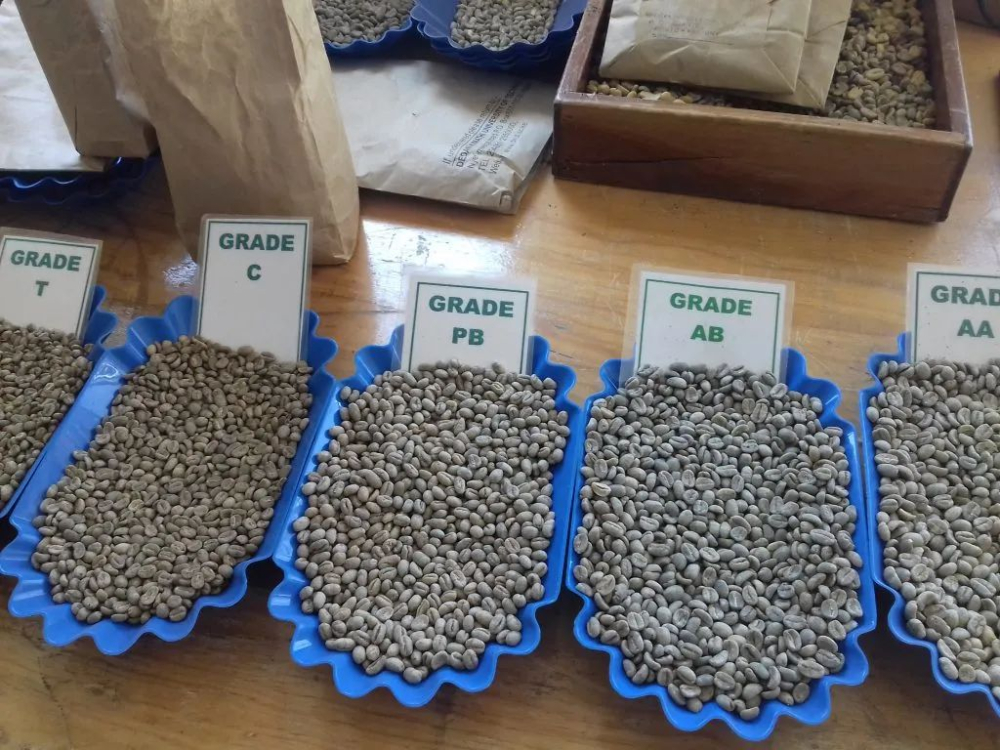 肯尼亞PB圓豆解析｜K72水洗與八級分級帶來的獨特風味