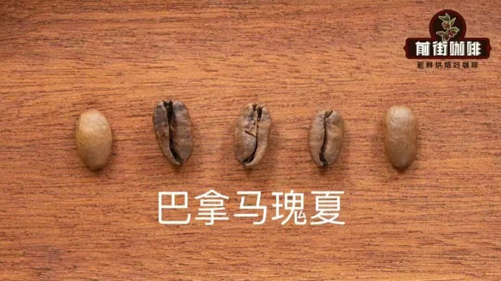 巴拿馬綠標瑰夏冰滴手沖指南：等級分類、風味解析與夏季萃取技巧