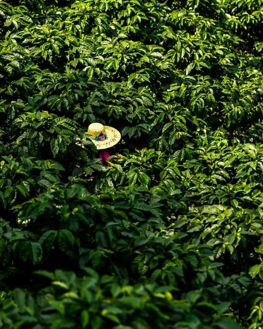 玻利維亞精品咖啡全解析:爪哇品種、COE榮耀與低海拔風味秘訣
