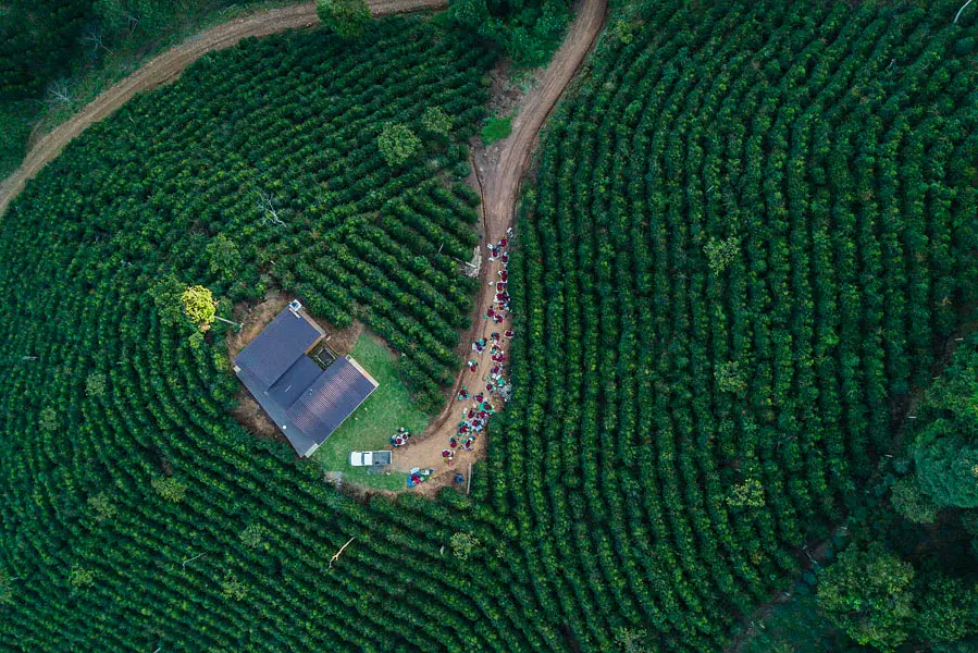 玻利維亞咖啡產量下滑背後：爪哇豆風味與高海拔種植探秘
