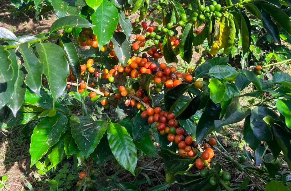哥倫比亞希望莊園瑰夏豆深度解析：花果蜜香與精緻處理全攻略