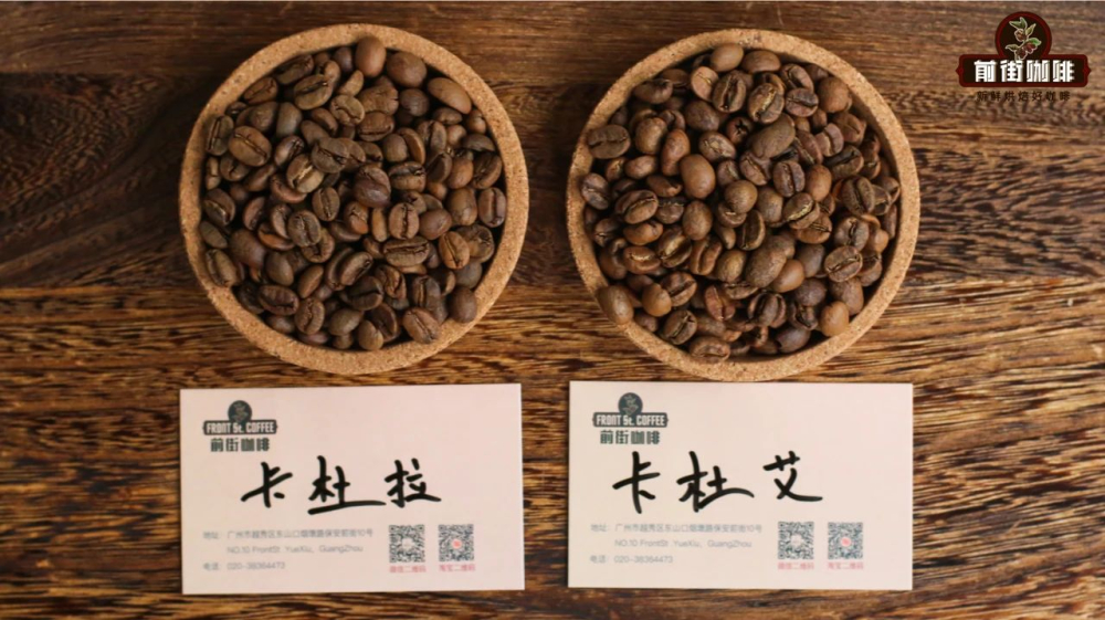 卡杜拉與卡杜艾品種解析：中美洲熱門咖啡豆的風味、種植與選購指南