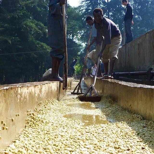 水洗與日曬咖啡豆處理法差異解析:風味特色與處理步驟全攻略