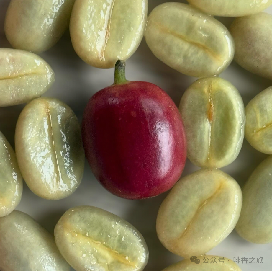 鐵皮卡與波旁差異解析｜風味、植株特性與衍伸品種全攻略