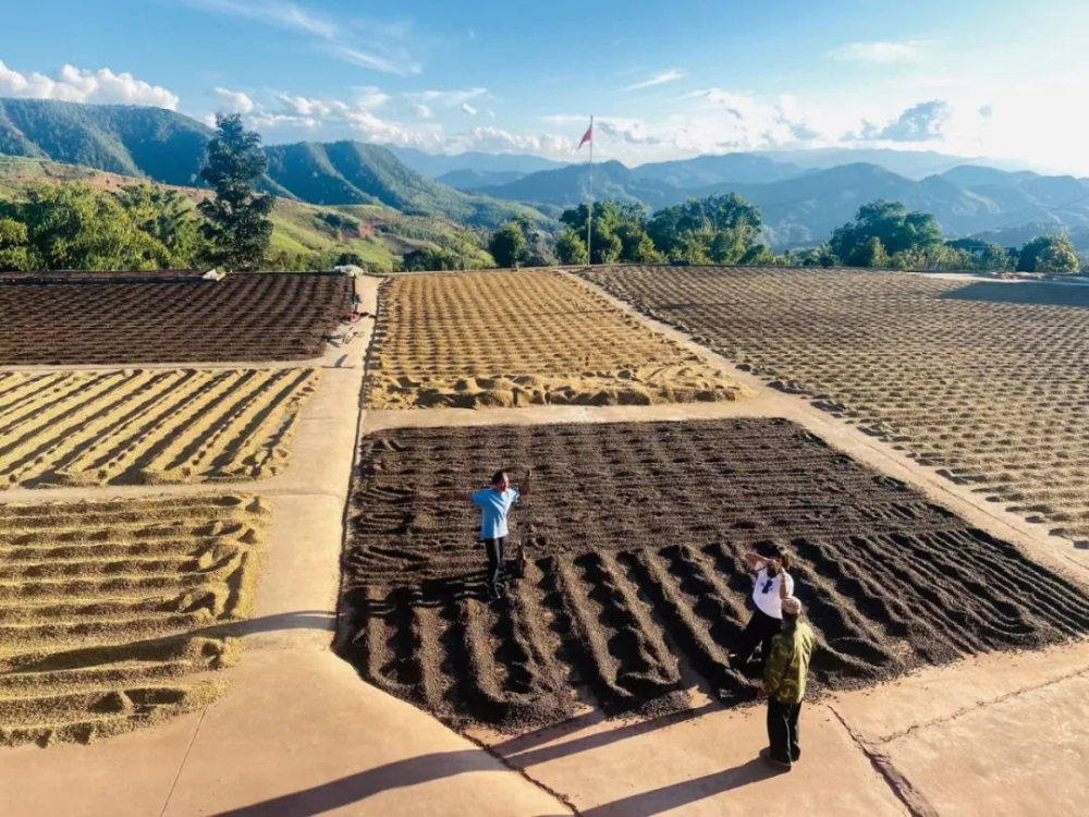雲南咖啡豆品質特徵與等級劃分標準全面解讀
