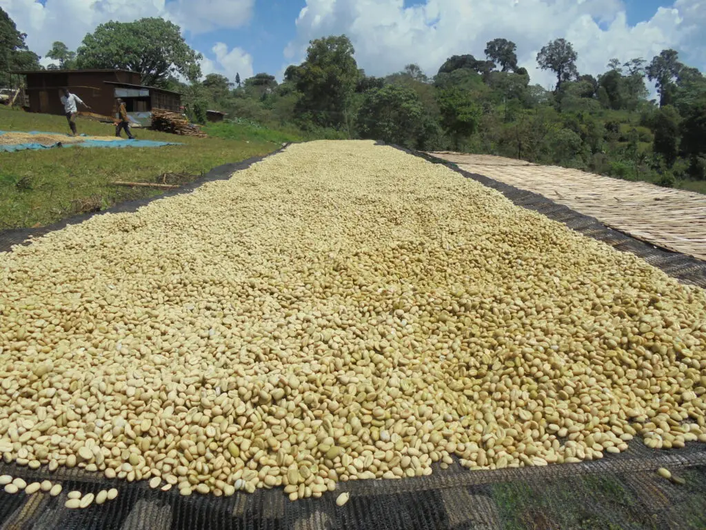 耶加雪菲風味解析與冷萃教學：中淺烘焙與萃取參數全攻略