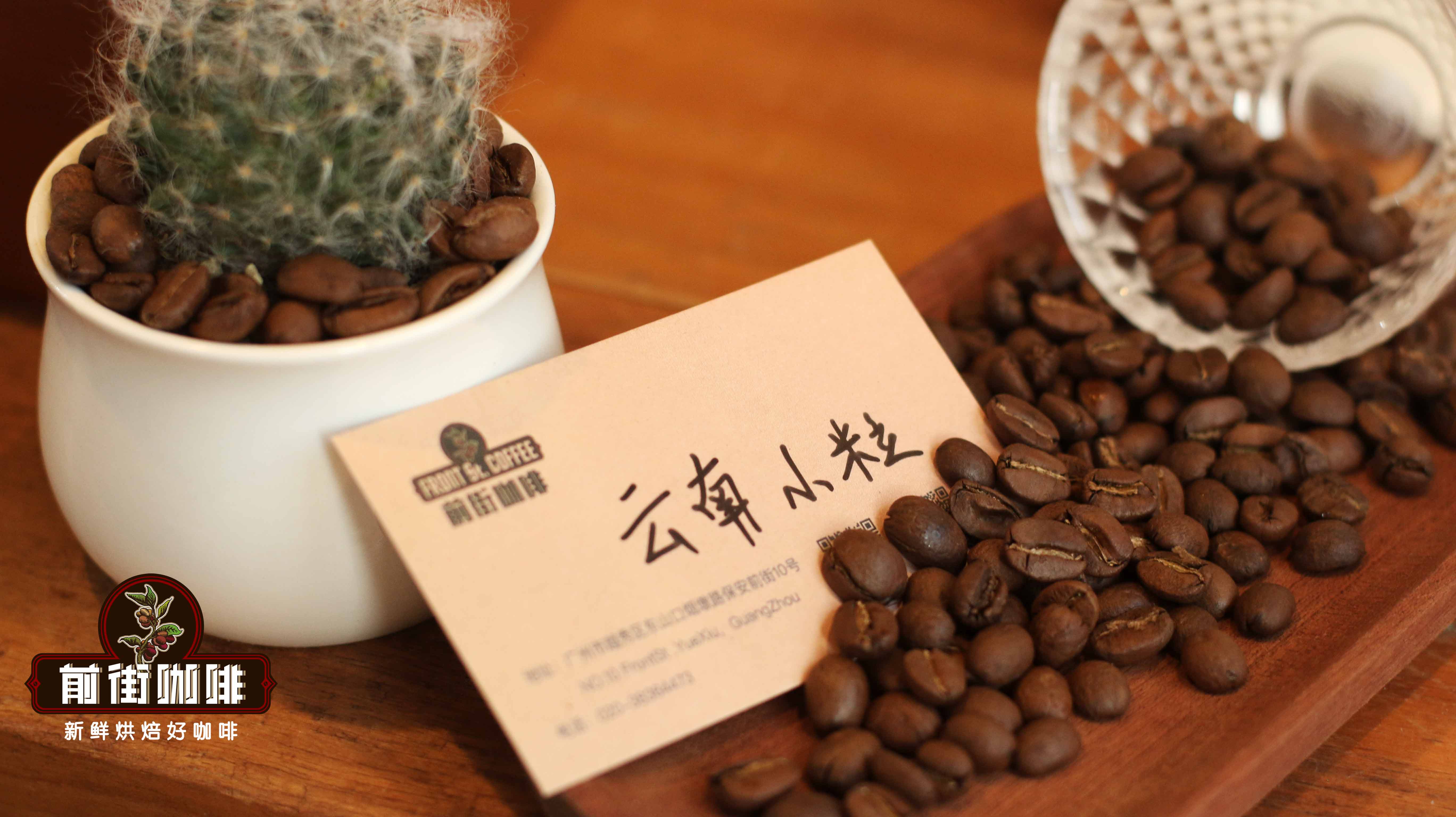 雲南咖啡品種與風味全解析:從卡蒂姆到鐵皮卡,精品之路如何走來 雲南咖啡品種與風味全解析:從卡蒂姆到鐵皮卡,精品之路如何走來