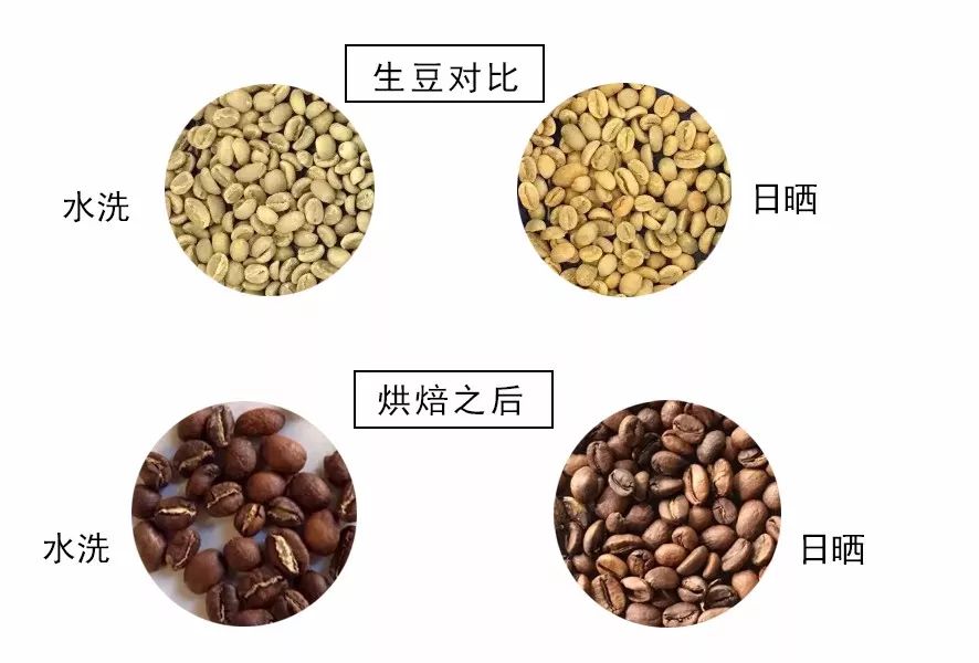非洲精品咖啡豆全攻略：埃塞俄比亞、肯尼亞等產區風味與處理法解析