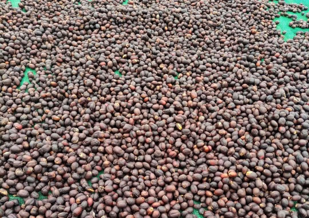 埃塞俄比亞瑰夏豆怎麼沖?格拉納莊園風味與冷萃技巧全解析