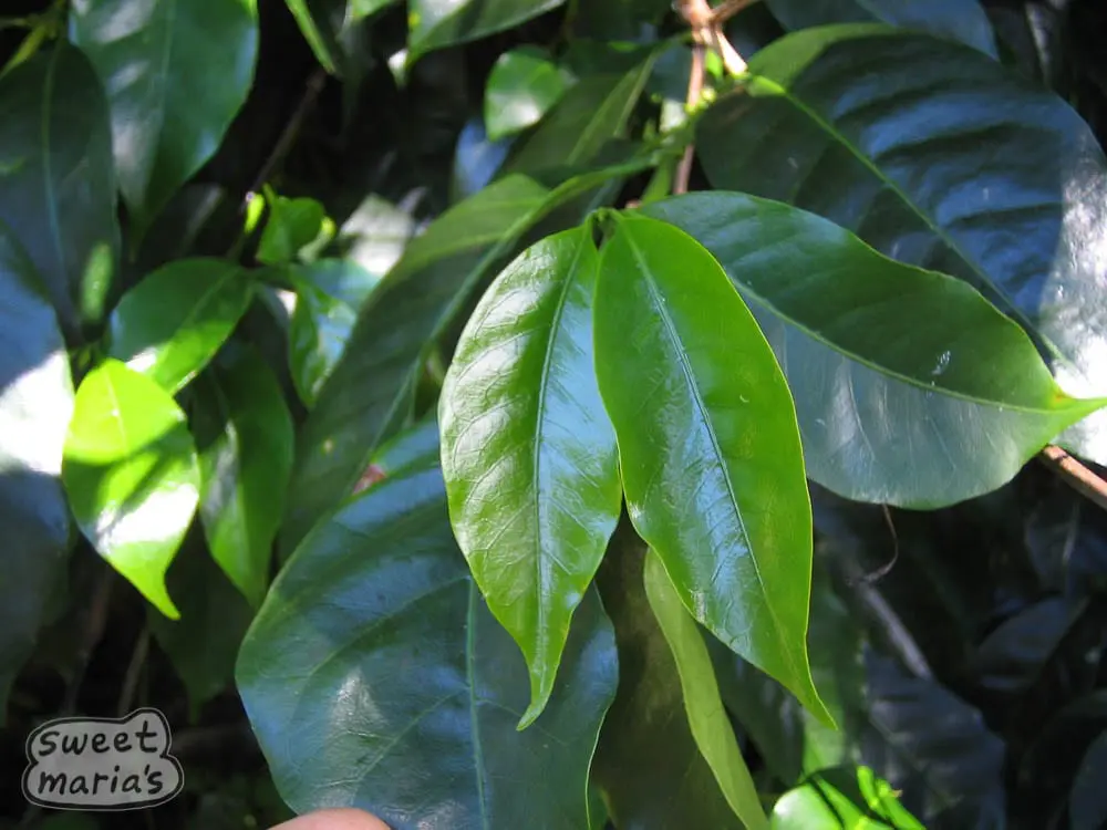 手衝瑰夏咖啡豆怎麼選？埃塞俄比亞與巴拿馬產區風味對比指南