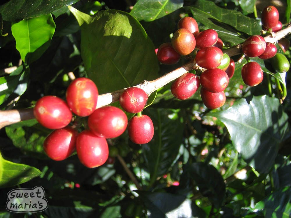 巴拿馬詹森莊園瑰夏手沖虹吸全攻略：烘焙風味與沖煮參數