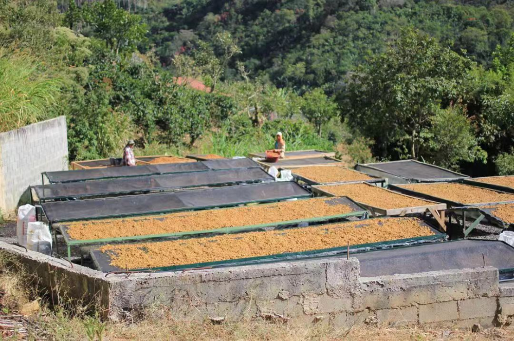哥斯達黎加塔拉珠產區兩款經典處理法風味對比與手沖建議
